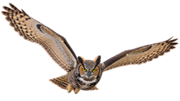 Great horned owl